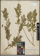 Foto von Salix purpurea L.